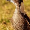 Australian Magpie Bird Diamond Painting