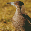 Australian Magpie Bird Diamond Painting