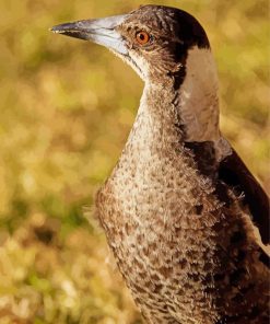 Australian Magpie Bird Diamond Painting