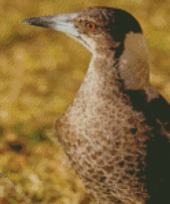 Australian Magpie Bird Diamond Painting