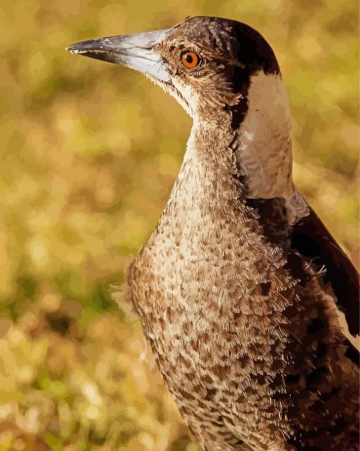 Australian Magpie Bird Diamond Painting