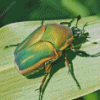 Beetle Bug Diamond Painting