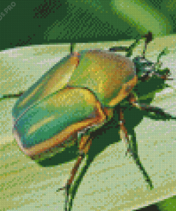 Beetle Bug Diamond Painting