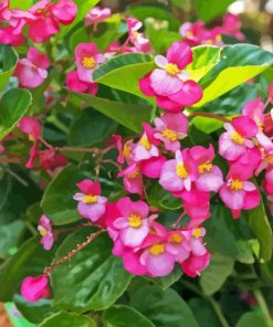 Begonia Flowering Plant Diamond Painting