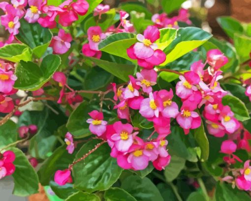 Begonia Flowering Plant Diamond Painting