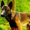 Belgian Malinois Diamond Painting