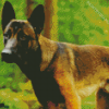 Belgian Malinois Diamond Painting