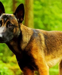 Belgian Malinois Diamond Painting