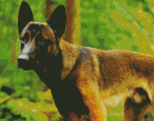 Belgian Malinois Diamond Painting