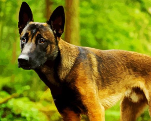 Belgian Malinois Diamond Painting