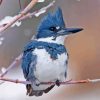 Belted Kingfisher In Snow Diamond Painting