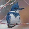 Belted Kingfisher In Snow Diamond Painting