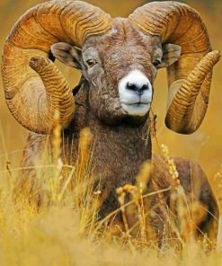 Bighorn Sheep Diamond Painting