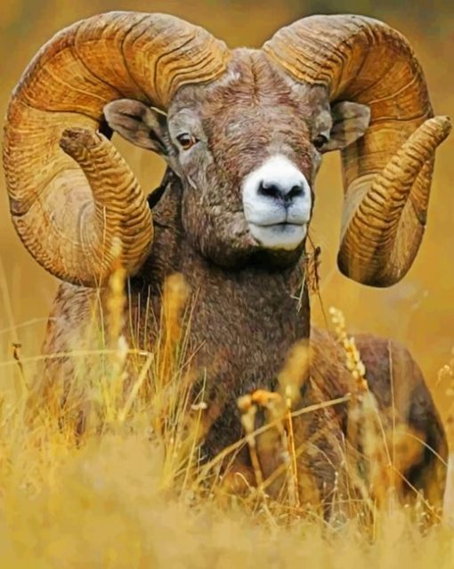 Bighorn Sheep Diamond Painting