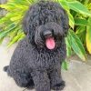 Black Labradoodle Diamond Painting