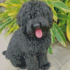 Black Labradoodle Diamond Painting