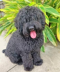 Black Labradoodle Diamond Painting