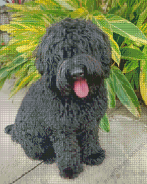 Black Labradoodle Diamond Painting