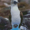 Blue Footed Booby Diamond Painting