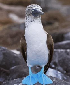 Blue Footed Booby Diamond Painting