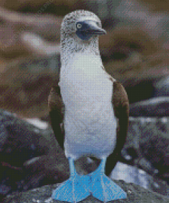 Blue Footed Booby Diamond Painting