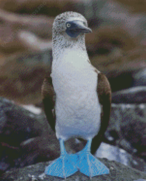 Blue Footed Booby Diamond Painting