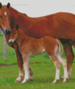 Brown Horse And Colt Diamond Painting