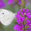 Butterfly On Purple Flowers Diamond Painting