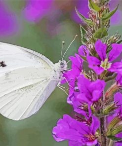 Butterfly On Purple Flowers Diamond Painting