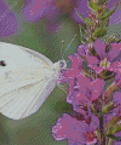 Butterfly On Purple Flowers Diamond Painting