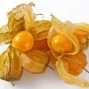 Cape Gooseberries Fruit Diamond Painting