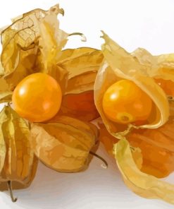 Cape Gooseberries Fruit Diamond Painting