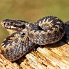 Common Adder Diamond Painting