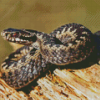 Common Adder Diamond Painting