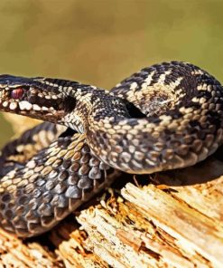 Common Adder Diamond Painting