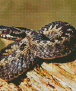 Common Adder Diamond Painting