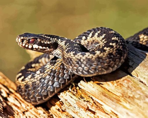 Common Adder Diamond Painting