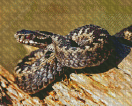 Common Adder Diamond Painting