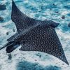 Eagle Rays Fish Diamond Painting