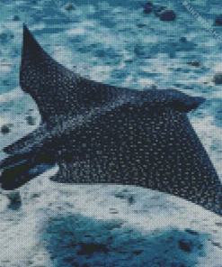 Eagle Rays Fish Diamond Painting