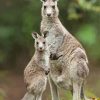 Eastern Grey Kangaroos Diamond Painting