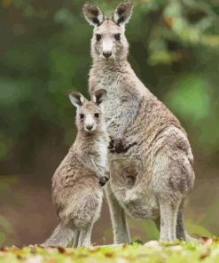 Eastern Grey Kangaroos Diamond Painting