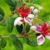 Feijoa Flowers Diamond Painting