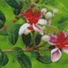 Feijoa Flowers Diamond Painting