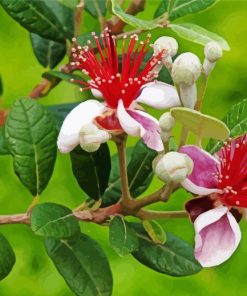 Feijoa Flowers Diamond Painting