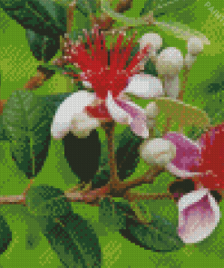 Feijoa Flowers Diamond Painting