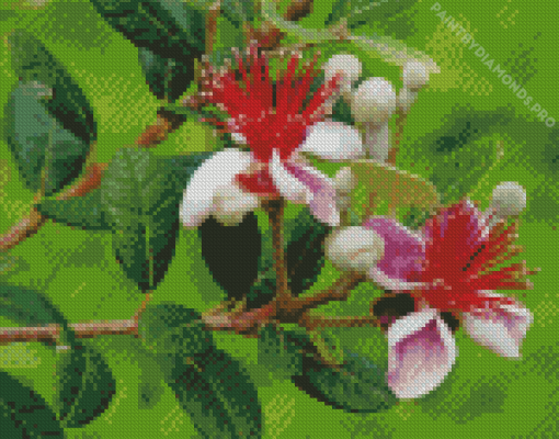 Feijoa Flowers Diamond Painting