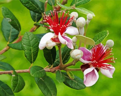 Feijoa Flowers Diamond Painting