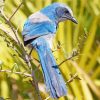 Florida Scrub Jay Diamond Painting