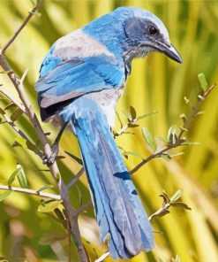 Florida Scrub Jay Diamond Painting